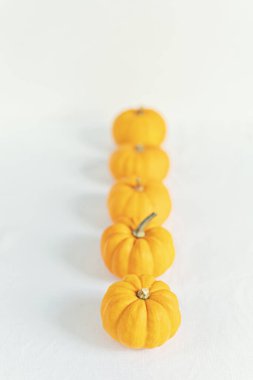 Organik balkabağı hasadı. Şükran Günü, Cadılar Bayramı hazırlığı. Yerel bir konsept al. Sürdürülebilir, plastiksiz, sıfır atık yaşam tarzı. Üst manzara, düz uzanma