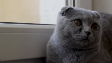 gri İskoç kedi kafası farklı yönlere video katlanmış.