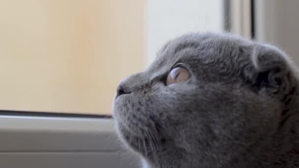 Szary kot szkocki skręca szuka materiału someware — Wideo stockowe