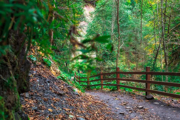 Gizemli karanlık sonbahar ormanda yol, ağaçlar ve dalları ile sis. Karpat Dağları'nda sonbahar sabahı