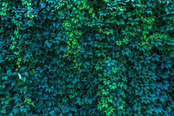 Стена из дикого винограда фон для сайта блога или фото — стоковое фото