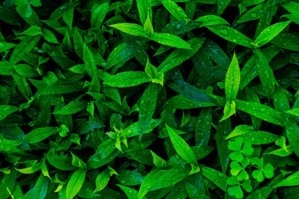 Färska Gröna Blad Platta Lekmanna Bakgrund — Stockfoto