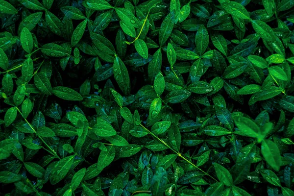 Verse Groene Bladeren Plat Leggen Van Achtergrond — Stockfoto