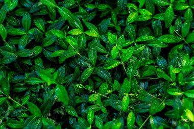 taze yeşil yaprakları düz yatıyordu arka plan