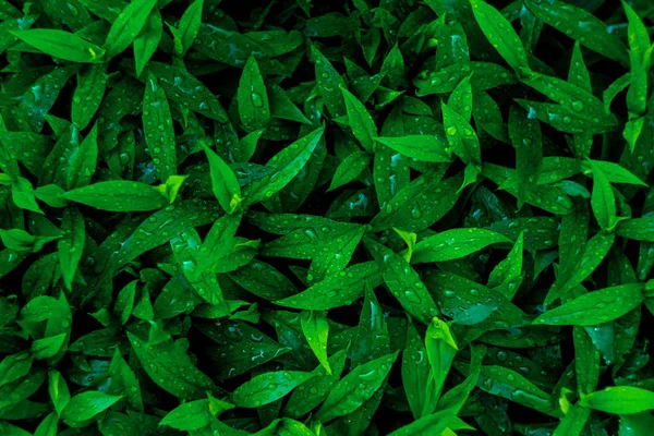 Φρέσκα Πράσινα Φύλλα Επίπεδη Θέσει Φόντο — Φωτογραφία Αρχείου