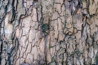 ağaç arka plan ağaç kabuğu