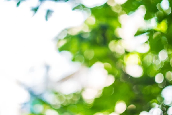 Blurred Fundal Verde Deschis — Fotografie, imagine de stoc