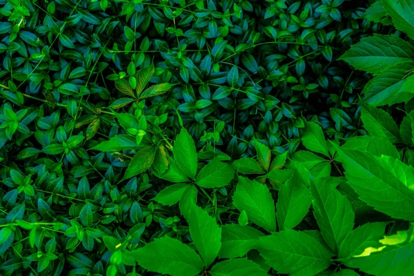新鮮な緑の植物の背景 — ストック写真