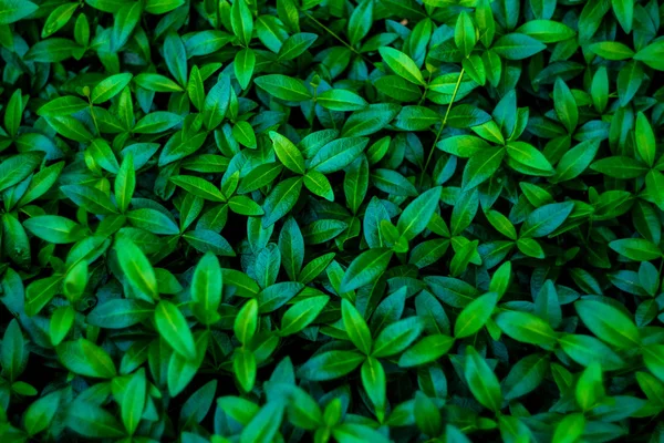 Färska Gröna Blad Platta Lekmanna Bakgrund — Stockfoto