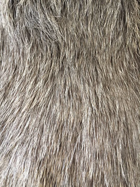 Grey deer fur background