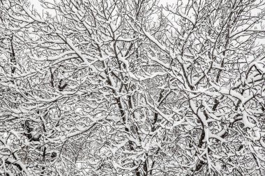 bir ağacın dalları üzerinde kabarık beyaz kar