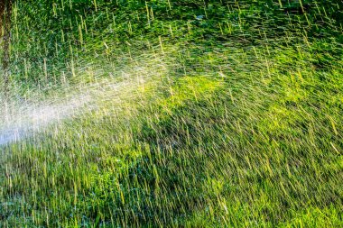 Su yeşil çim arka plan