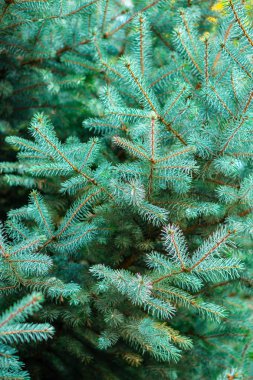 arka plan yeşil çam dalı