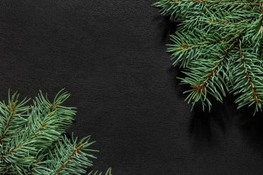 Karanlık bir vintage ahşap arka plan üzerinde çam dalları