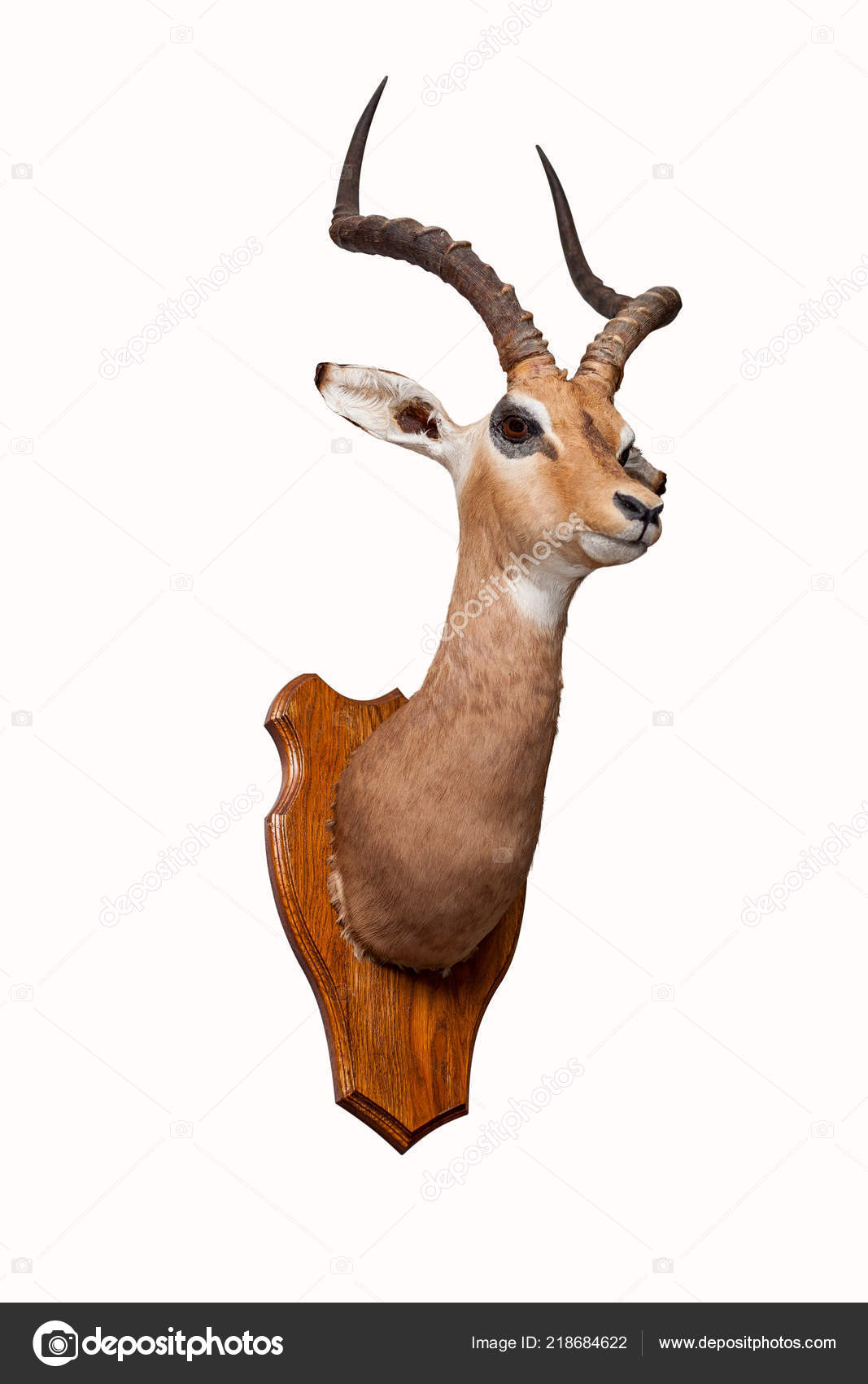 stuffed elk head