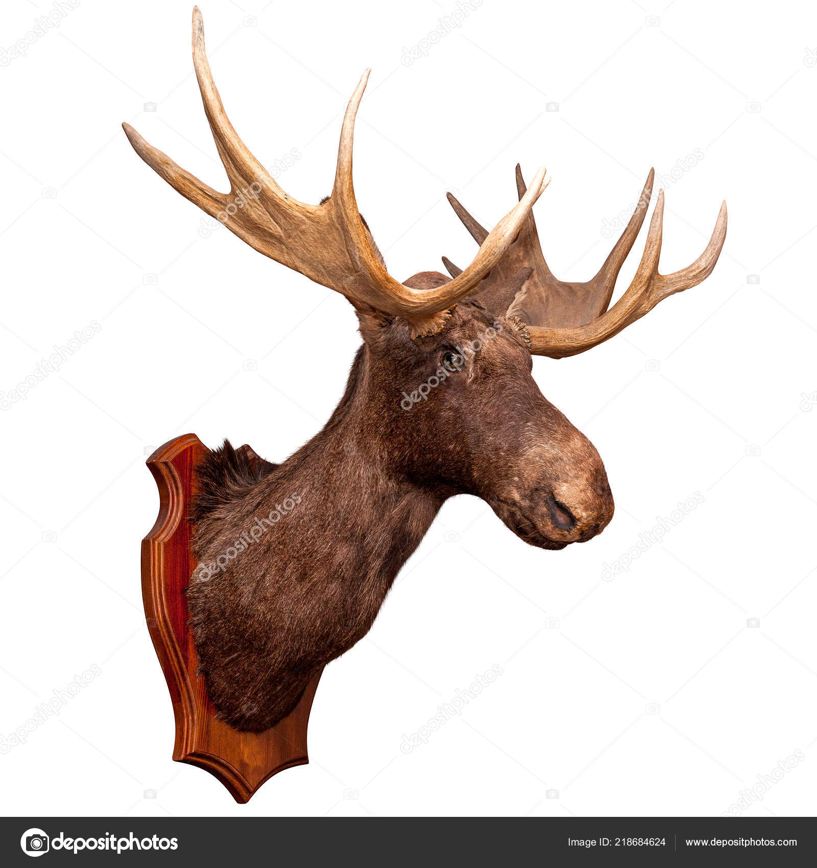 stuffed elk head