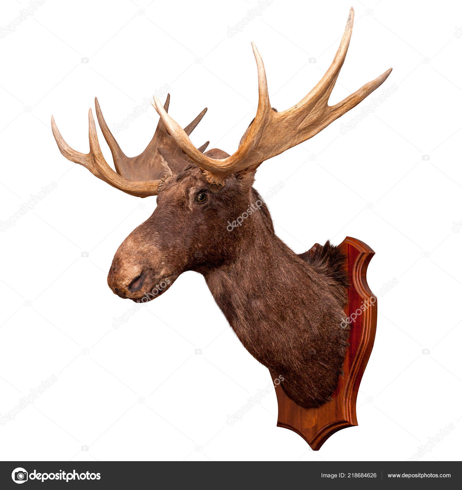 stuffed elk head