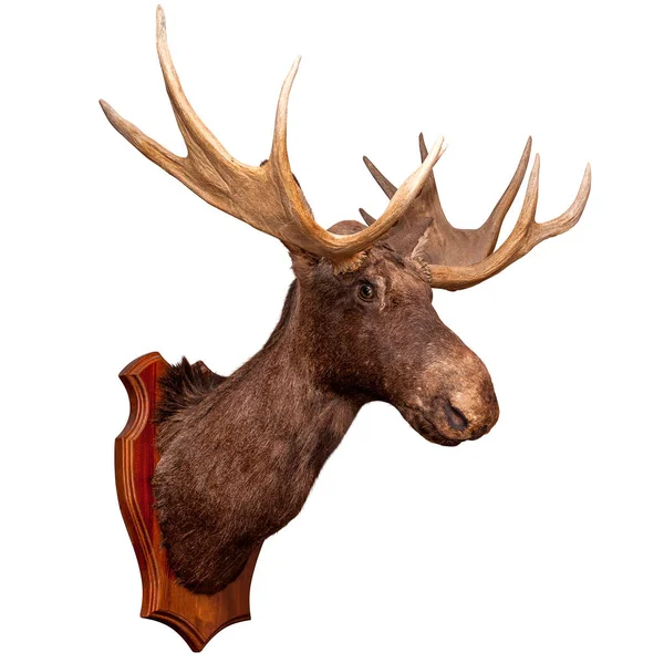 Stuffed Wild Elk Head Isolated White Background Taxidermy Hunting Trophy — Stock Photo, Image