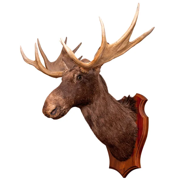 Stuffed Wild Elk Head Isolated White Background Taxidermy Hunting Trophy — Stock Photo, Image