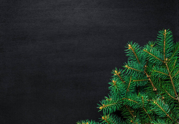 Ветви ели на темном старинном деревянном фоне
