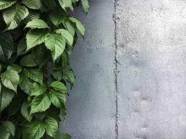 yeşil yaprakları ve gri metal arka plan