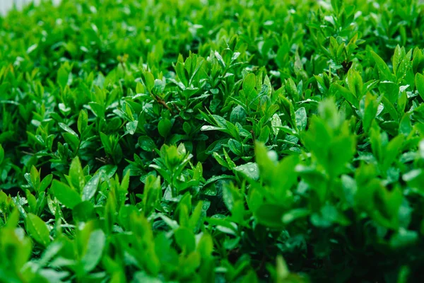 Φρέσκα νέα πράσινα φύλλα ενός θάμνο που καλύπτεται με σταγόνες νερού. — Φωτογραφία Αρχείου