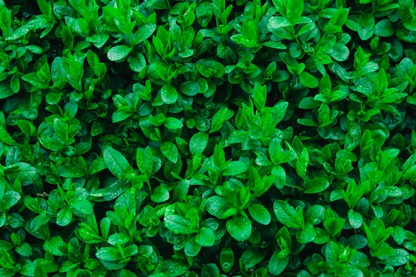 Verse jonge groene bladeren van een struik bedekt met waterdruppels. — Stockfoto