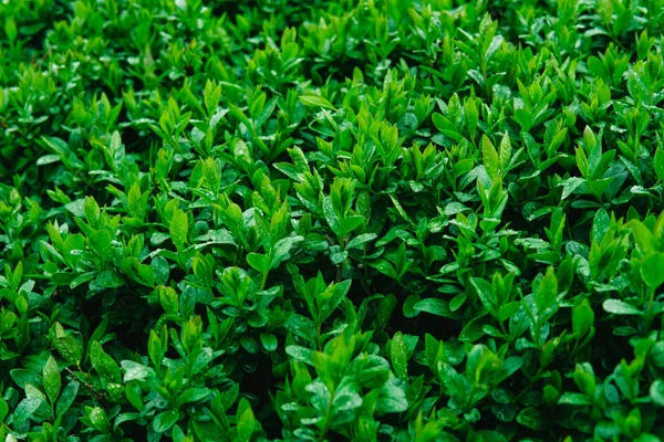 Färska unga gröna blad av en buske täckt med vatten droppar. — Stockfoto