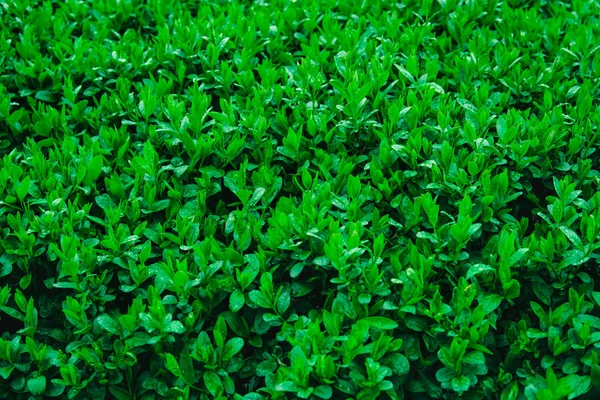 Färska unga gröna blad av en buske täckt med vatten droppar. — Stockfoto