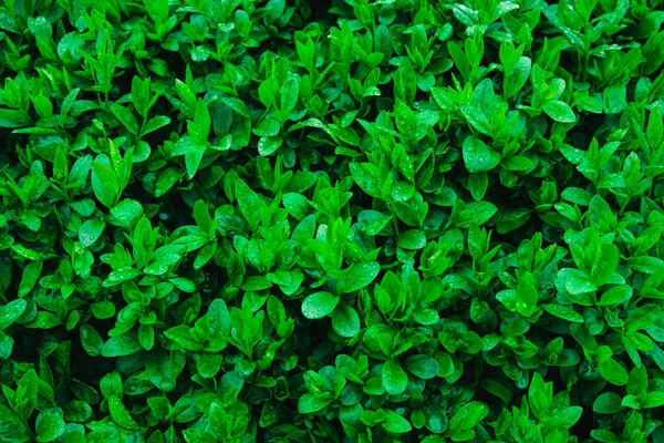 Frische junge grüne Blätter eines Strauches, der mit Wassertropfen bedeckt ist. — Stockfoto