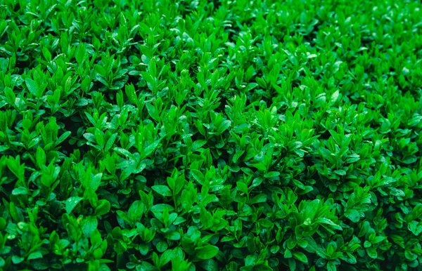 Färska unga gröna blad av en buske täckt med vatten droppar. — Stockfoto