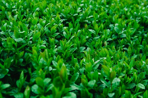 Hojas verdes jóvenes frescas de un arbusto cubierto con gotas de agua . —  Fotos de Stock