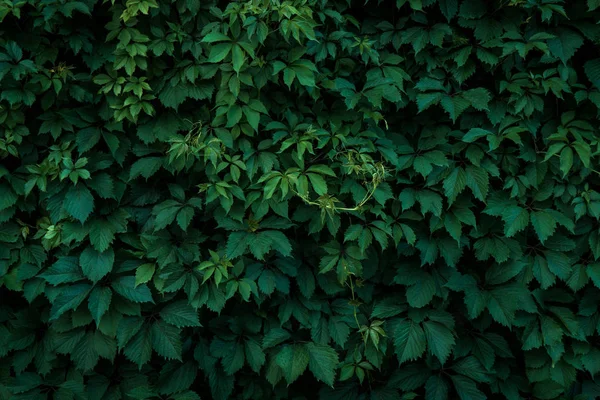 Hojas verdes frescas que cubren la pared. Fondo verde natural f — Foto de Stock