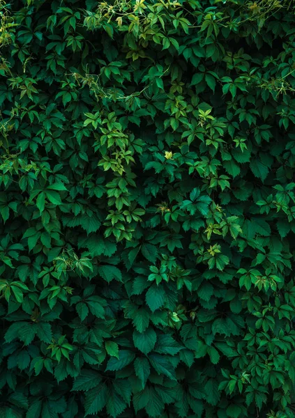 Čerstvé zelené listí zakrývající zeď. Přírodní zelené pozadí f — Stock fotografie