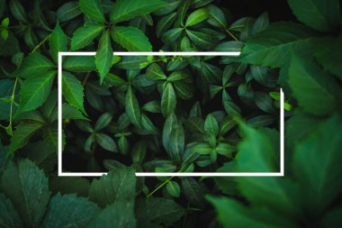 Taze yeşil yapraklı beyaz çerçeve