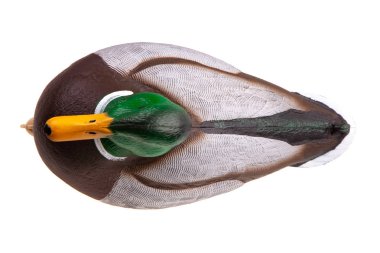 Yeşilbaş ördek beyaz izole yem 