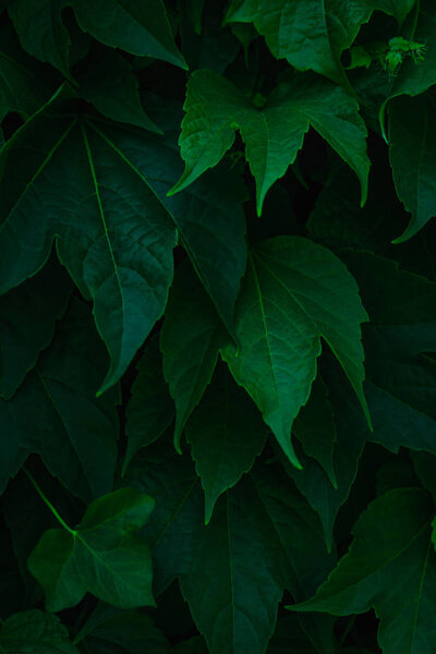 Fresh green leaves covering the wall. Natural green background f