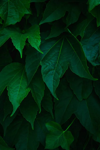 Hojas verdes frescas que cubren la pared. Fondo verde natural f —  Fotos de Stock