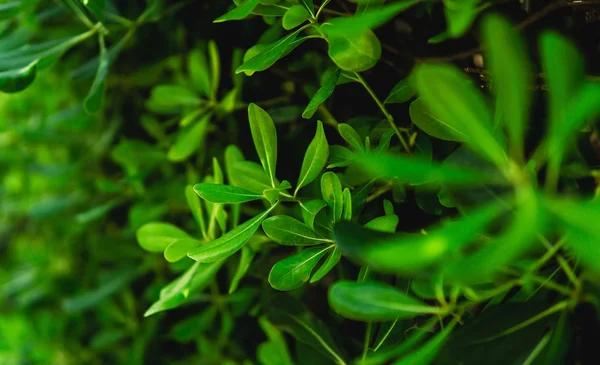 Achtergrond van verse groene bladeren. Groene bladeren patroon backgrou — Stockfoto