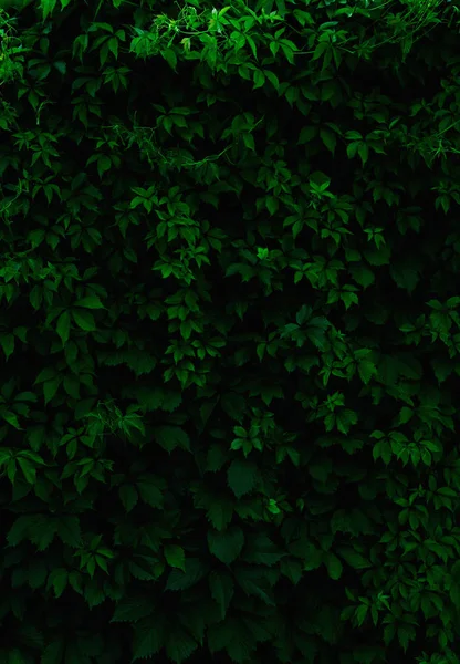 Fondo de hojas verdes frescas. Patrón hojas verdes backgrou — Foto de Stock