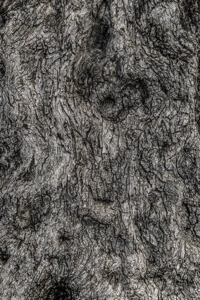 Textura de fundo da casca da árvore. Pele a casca de uma árvore que tr — Fotografia de Stock