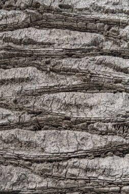 Ağaç kabuğu arka plan dokusu. Bu tr bir ağaç kabuğu cilt