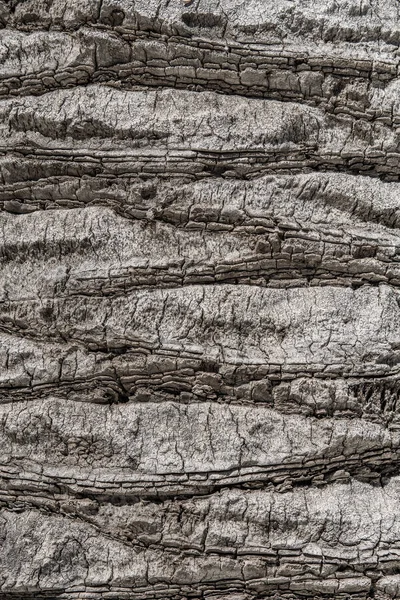 Texture de fond de l'écorce d'arbre. Peau l'écorce d'un arbre qui tr — Photo