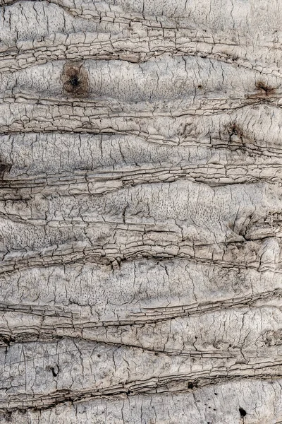 Textura de fondo de corteza de árbol. Piel la corteza de un árbol que tr — Foto de Stock