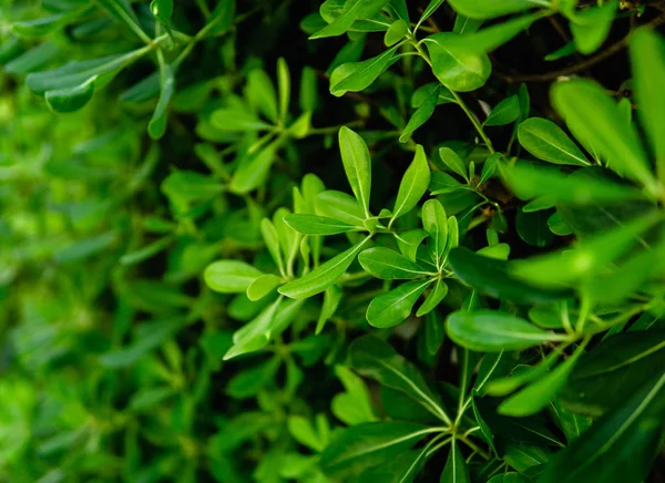 Achtergrond van verse groene bladeren. Groene bladeren patroon backgrou — Stockfoto