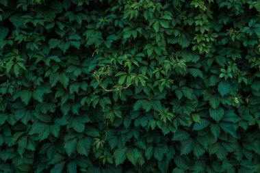 Duvarı kaplayan taze yeşil yapraklar. Doğal yeşil arka plan f