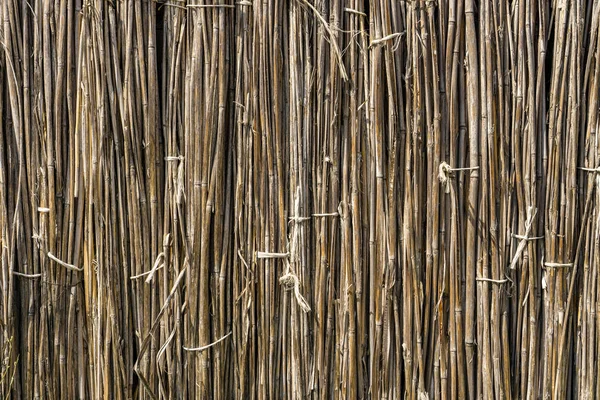 En bakgrunn av tørre rør trukket med tråd. Grå gjerde på tørkede stengler – stockfoto