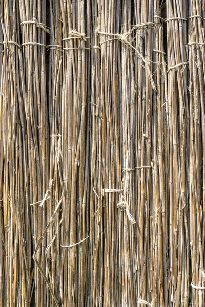 En bakgrund av torra vass dragna med tråd. Grå staket av torra stjälkar — Stockfoto