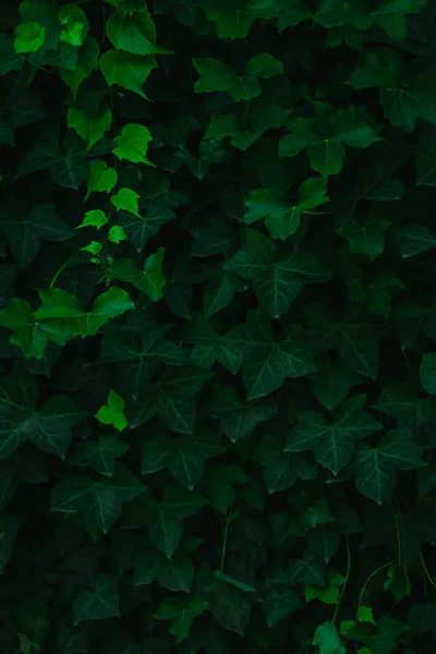 Duvarı kaplayan taze yeşil yapraklar. Doğal yeşil arka plan f — Stok fotoğraf
