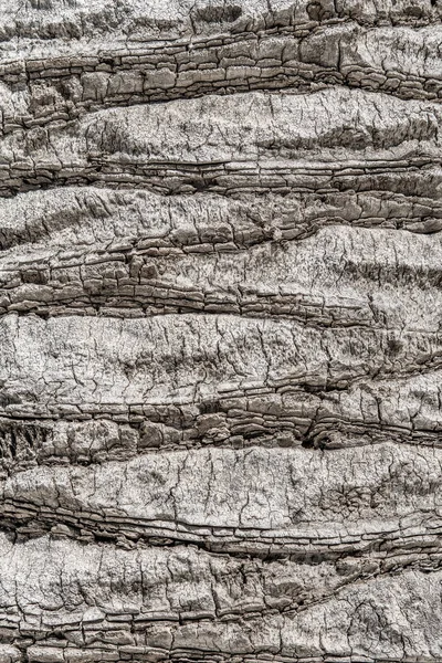 Palm tree bark texture. Background texture of tree bark. Skin th